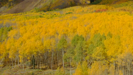 Goldene-Espe-Baum-Wald-Hain-Herbst-Herbst-Gelb-Grün-Farben-Luftbild-Drohne-Filmisch-Später-Nachmittag-Snowmass-Berg-Unabhängigkeitspass-Vail-Telluride-Ashcroc-Nachmittag-Sonnig-Vorwärtsbewegung