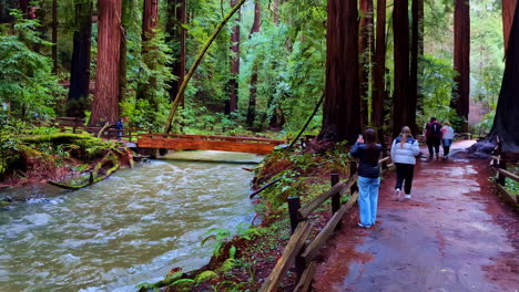 Los-Turistas-Fotografían-Un-árbol-Alto,-El-Monumento-Nacional-De-Muir-Woods,-El-Río-Kent-Creek.