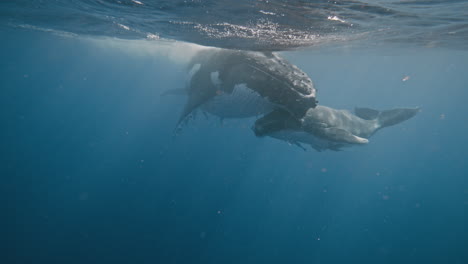 Humpback-Whales-In-the-Kingdom-Of-Tonga