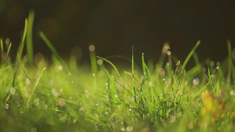 Briznas-De-Hierba-Puntiagudas-Sembradas-De-Gotas-De-Rocío-De-La-Mañana-E-Iluminadas-Por-El-Sol-Naciente