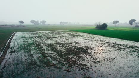 Misty-morning-over-a-dormant-rice-field-in-Alipur,-Pakistan,-with-a-tranquil-rural-landscape