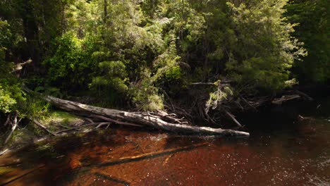 Bravo,-Rötlicher-Fluss-Mit-Trüben-Bäumen,-Myrten-Im-Park-Tepuhueico-Chiloe-Chile,-Unberührtes-Ökosystem