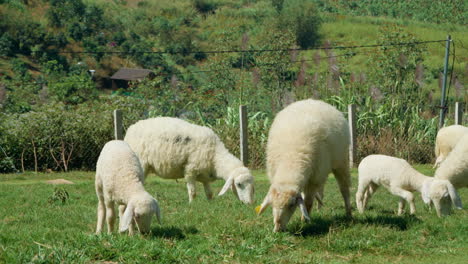 Flock-of-Sarda-Sheep-Grazing-Green-Grass-at-Farm-Highlands-of-Da-Lat,-Vietnam---slow-motion