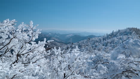 Frozen-Trees-Covered-in-Snow-at-Balwangsan-Mountain-Mona-Park,-Distant-View-of-Mountain-Chain-in-Background,-Gangwon-do,-South-Korea-in-Winter---slow-motion-tilt-up