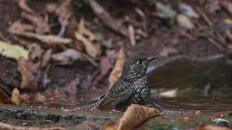 Zooming-to-reveal-this-bird-shaking-and-dipping-its-head-in-the-water,-so-satisfying-to-watch,-White-throated-Rock-Thrush-Monticola-gularis,-Thailand