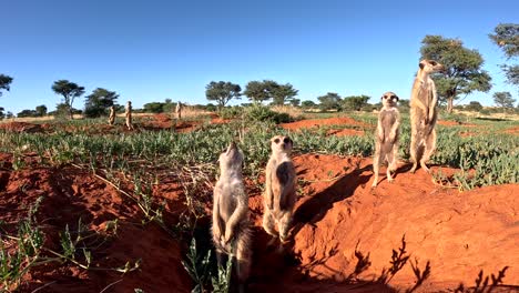 Very-Close-up-ground-level-perspective-of-meerkats-standing-upright-sunning-themselves-at-their-burrow-in-the-Southern-Kalahari