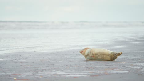 Baby-harbor-seal-with-bloody-jaw-after-eating-lying-on-gray-sand-beach