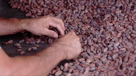 Cacao-seeds-being-hand-picked---Jaen,-Cajamaca,-Peru---4k