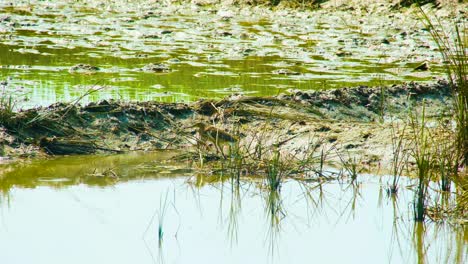 A-heron-or-egret-trying-to-find-fish-in-a-swamp-or-pond