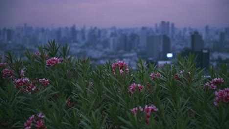 Nerium-Oleander-Blumen-Mit-Blick-Auf-Die-Morgendämmerung-In-Bangkok-Stadtbild