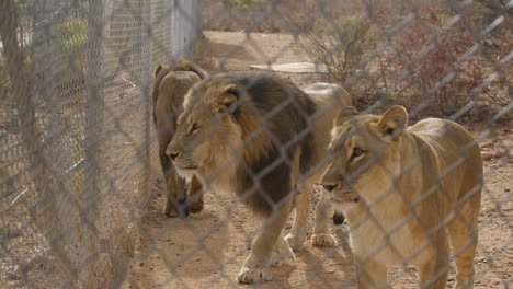 Gruppe-Von-Löwen-In-Gefangenschaft-In-Einem-Zoo