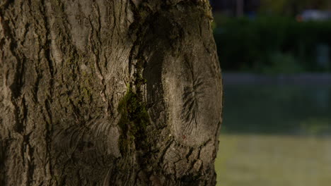 In-Die-Rinde-Eines-Baumes-Geätzte-Arborglyphen,-Auf-Denen-Sich-Das-Wasser-Spiegelt,-In-Baden-Baden,-Deutschland-–-Nahaufnahme