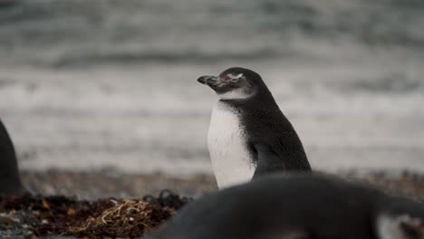 Pingüino-De-Magallanes-Parado-En-La-Playa-Con-El-Océano-Ondulado-Al-Fondo-En-Isla-Martillo-En-Tierra-De-Fuego,-Argentina