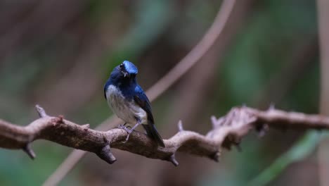 Head-tilted-in-a-position-then-moves-and-faces-to-the-left,-Hainan-Blue-Flycatcher-Cyornis-hainanus,-Thailand