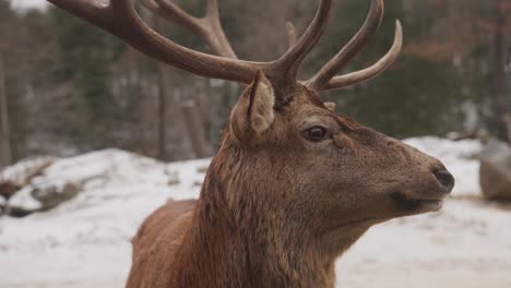 Primer-Plano,-Retrato,-De,-Un,-Venado,-En,-Nieve,-Invierno,-Naturaleza