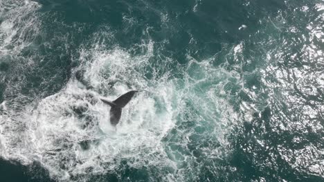 Toma-Aérea-De-Un-Bebé-Jorobado-Y-Su-Madre-Golpeando-Su-Cola-En-El-Agua