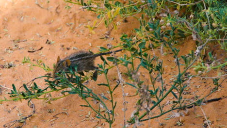Four-striped-Grass-mouse-climbing-over-a-shaky-twig-to-feed-on-the-seeds-of-a-bush