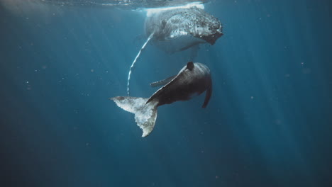 Hermosas-Ballenas-Jorobadas-Migrando-En-Vava&#39;u-Tonga