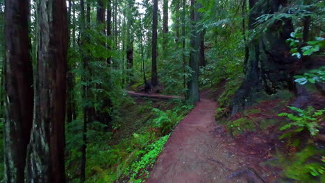 Walking-on-a-West-Coast-hiking-trail-after-a-rain-storm