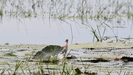 Versteckt-Sich-Hinter-Einem-Breiten-Blatt,-Während-Es-Sich-Umsieht,-Bronzeflügeliger-Jacana-Metopidius-Indicus,-Jungtier,-Thailand