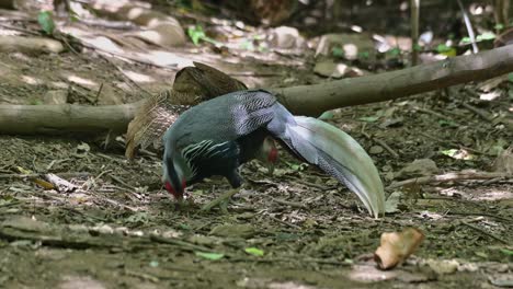 Male-and-female-feeding-on-the-forest-ground-with-other-birds,-Kalij-Pheasant-Lophura-leucomelanos,-Thailand