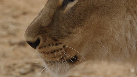 Arican-lioness-close-up-lips-licking-slow-motion