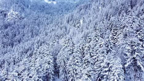 Aerial-winter-landscape-of-snow-capped-evergreen-trees-above-a-mountain-track