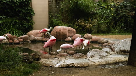 Eine-Gruppe-Flamingos-Ernährt-Sich-In-Einem-Umzäunten-Bereich-Mit-Natürlichem-Hintergrund