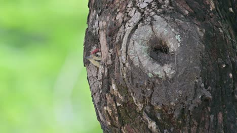 Camera-slides-to-the-right-as-it-zooms-out-while-the-bird-looks-out-of-its-window,-Speckle-breasted-Woodpecker-Dendropicos-poecilolaemus,-Thailand