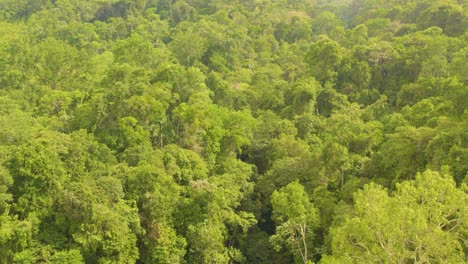 Ein-üppiger-Regenwald-In-Oxapampa,-Peru-Mit-Einem-Versteckten-Fluss,-Luftaufnahme