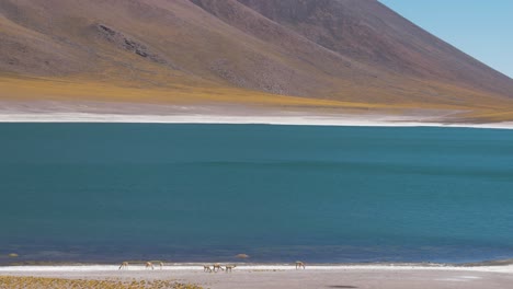 Manada-De-Llamas-Cerca-De-Un-Lago-Azul-En-El-Desierto-Seco-De-Las-Montañas