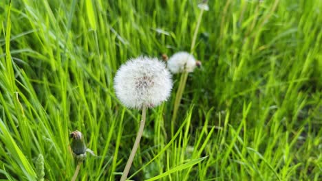 Dandelion-in-spring-against-a-green-background