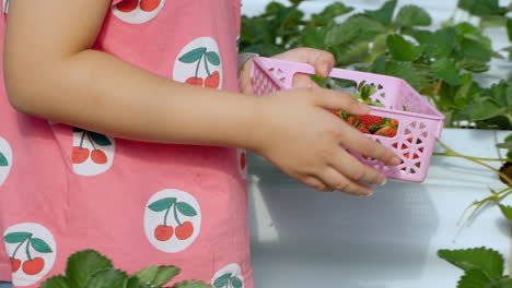 Hands-Close-up-Girl-Farmer-Plucks-Ripe-Red-Strawberry-From-Bush-and-Puts-in-Plastic-Basket-at-Greenhouse---tracking