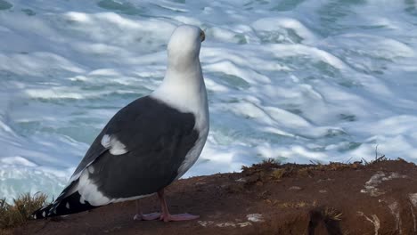 Single-seagull-on-cliff-close-up-with-ocean-water-rolling-in-and-out-over-rocks-in-La-Jolla-Calilfornia