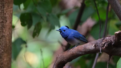 Looking-around-while-chirping-and-wagging-its-tail-as-the-camera-zooms-out,-Black-naped-Monarch-or-Black-naped-Blue-Flycatcher-Hypothymis-azurea,-Male,-Thailand
