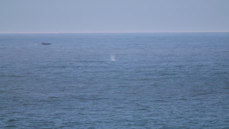 Boat-traveling-with-a-grey-whale-blow-near-it-wide-shot