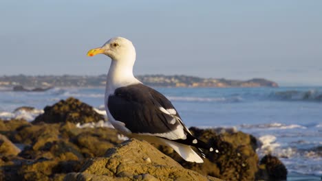 Bird-sitting-on-a-rock-at-the-beach-in-slow-motion