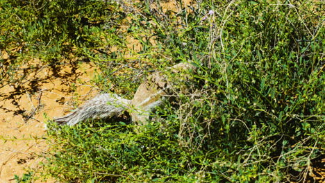 South-African-Ground-squirrel-feeding-on-seeds-or-fruits-of-a-bush-during-a-sunny-day