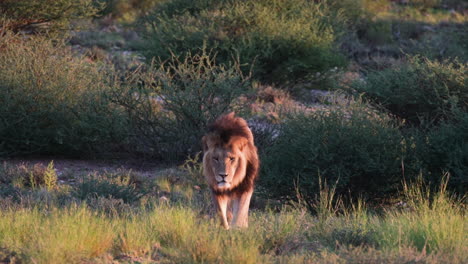 Adult-Male-Lion-Walking-In-The-Savanna-At-Dusk