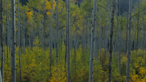 Aspen-tree-forest-grove-fall-autumn-yellow-green-colors-aerial-drone-cinematic-late-afternoon-Independence-Kebler-Pass-Snowmass-Mountain-Ashcroft-afternoon-sunset-golden-hour-slowly-upward-motion