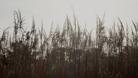 Whispering-Reeds-on-a-Windy-Golden-Day