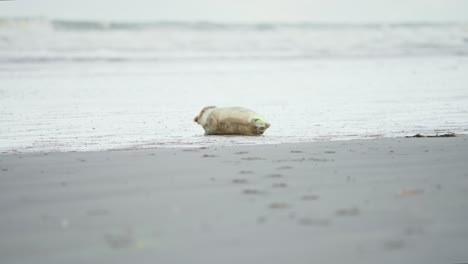 Panting-baby-harbor-seal-lying-on-side-on-beach,-watching-sea-waves