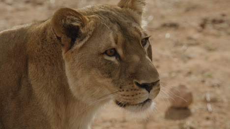 Lioness-close-up-twisting-ears