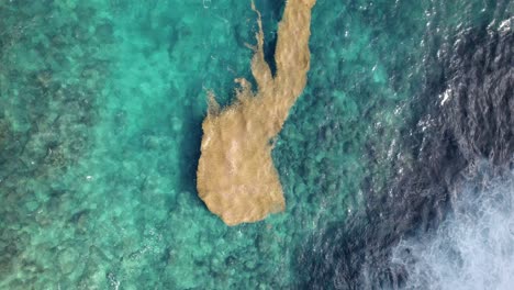 Karibisches-Meer-Mit-Sargassomalgen-Bedeckt
