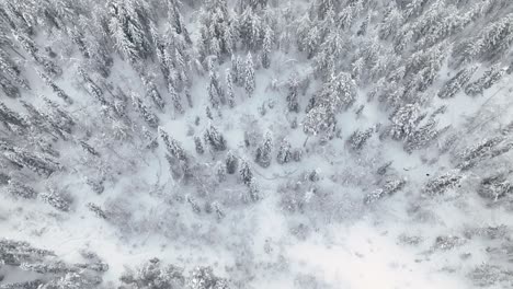 Vista-Aérea-Del-Bosque-Cubierto-De-Nieve-Durante-El-Invierno-En-Pyha,-Finlandia
