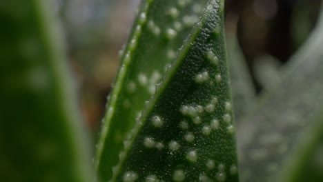 Macro-lens-view-of-green-plant-with-condensations-and-video-rack-focus