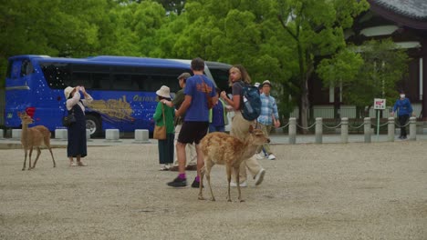 Touristen-Und-Besucher-Gesehen-Zu-Fuß-Vorbei-An-Wilden-Hirschen-Im-Nara-Park