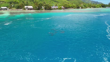 Cinematic-drone-flight-around-pod-of-dolphins-close-to-shoreline-of-Moorea-in-French-Polynesia
