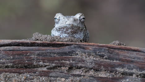 Cabeza-De-Rana-Arborícola-Gris-Con-Nido-De-Espuma-En-El-Bosque-De-África