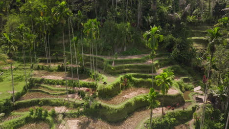 Woman-with-dress-stands-overlooking-lush-Ceking-rice-terrace,-Tegalalang